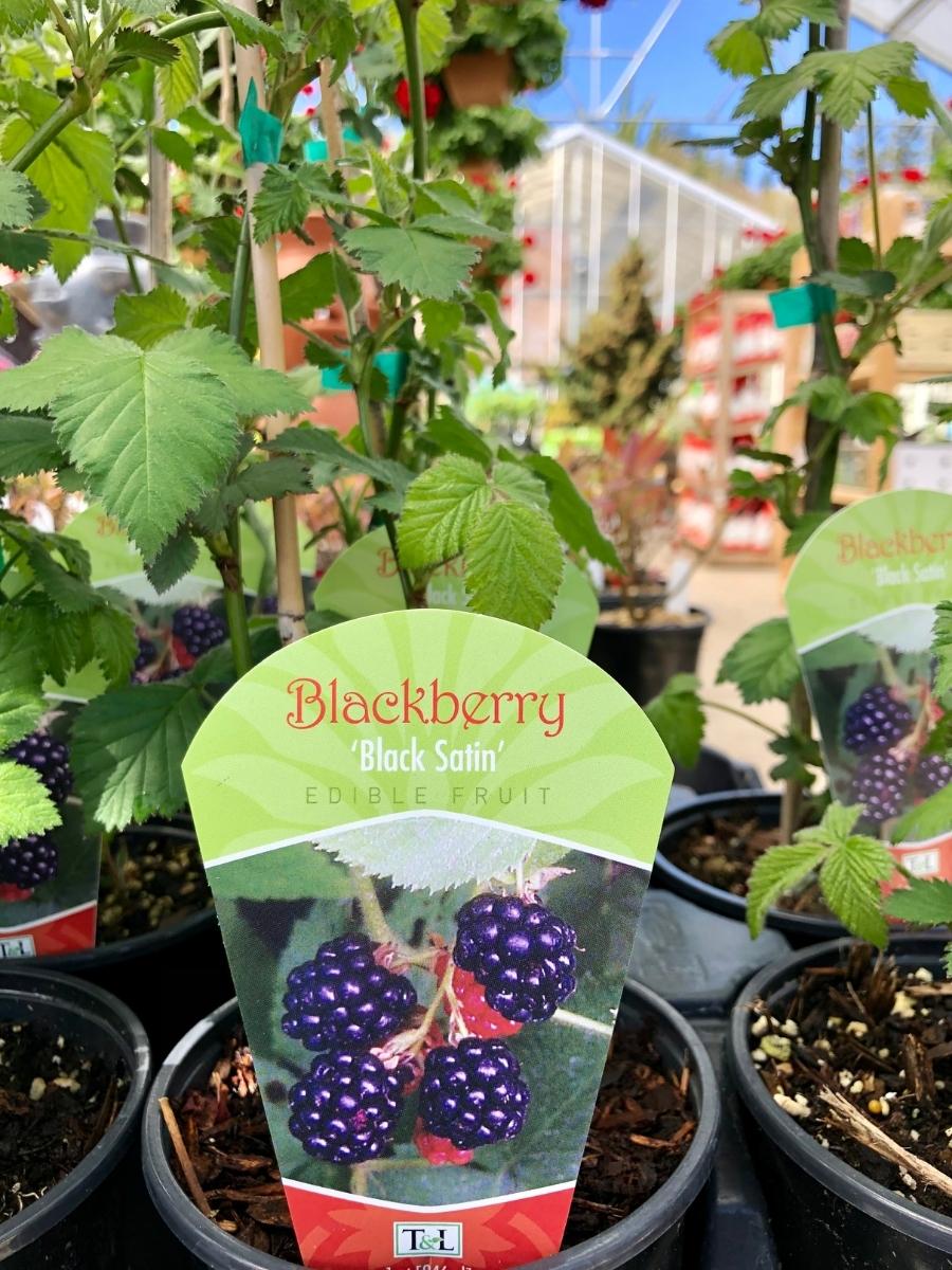 Blackberry 'Black Satin'